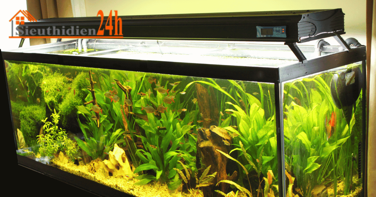 Đặc Điểm Của Đèn Hồ Cá